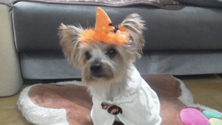 Trick or Treat