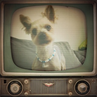 TV�o���H