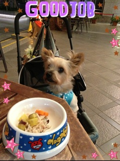 DOG GARDEN CAFE�ŁE�E�E