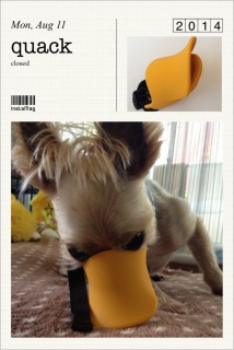 quack closed