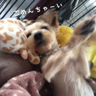 �ӂ��