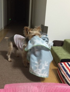 �悢������B�悢������B