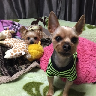 �z�[���X�e�C
