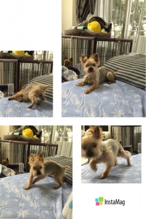 �V���o